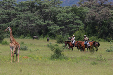 South Africa-Waterberg-Waterberg Big 5 Adventure